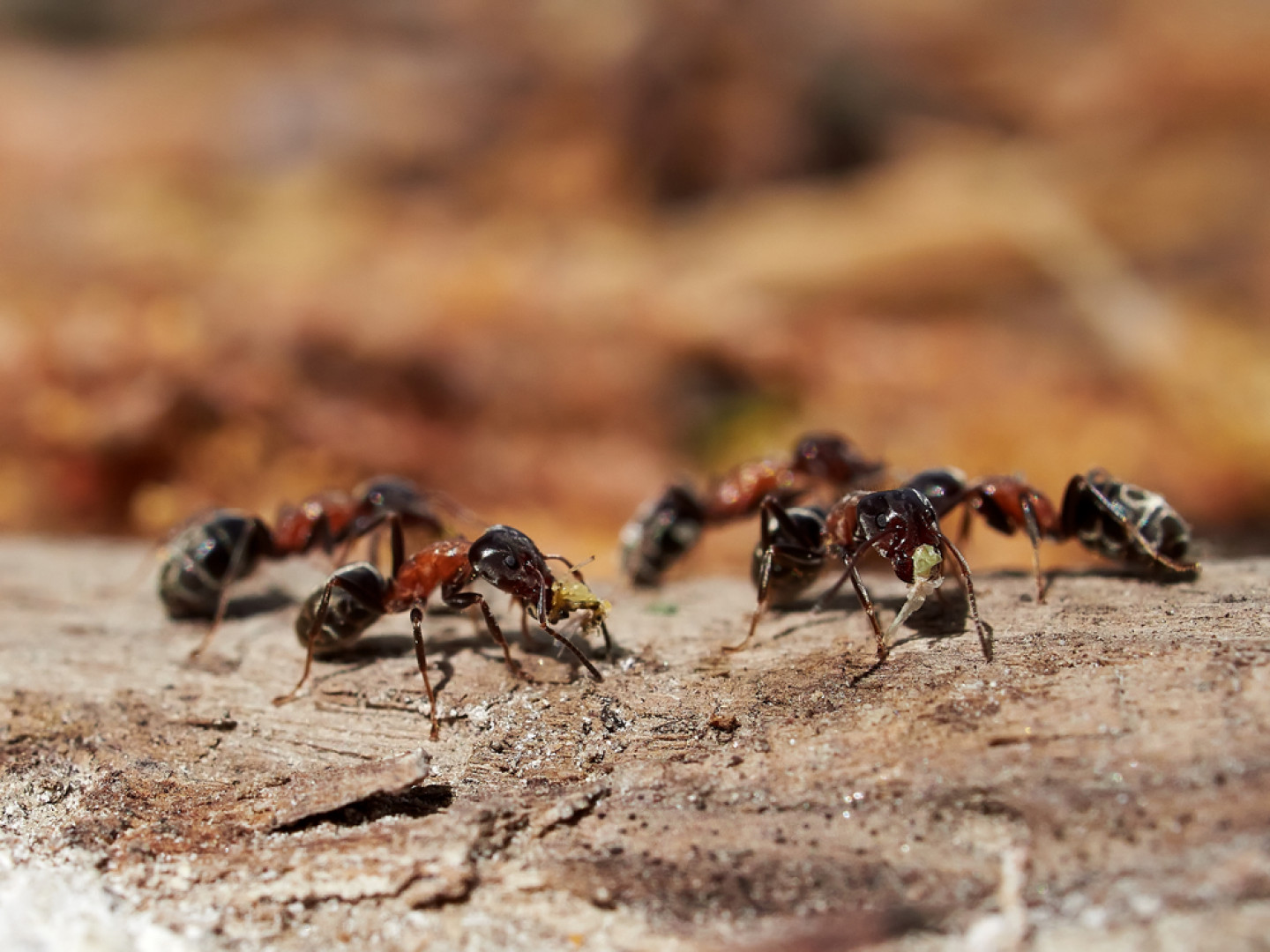 Bed Bugs Control Residential Pest Control Rochester, MN AllPest